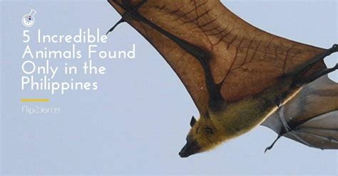5 incredible animals found only in the Philippines.